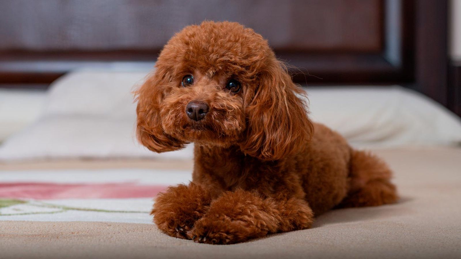 Happy poodle