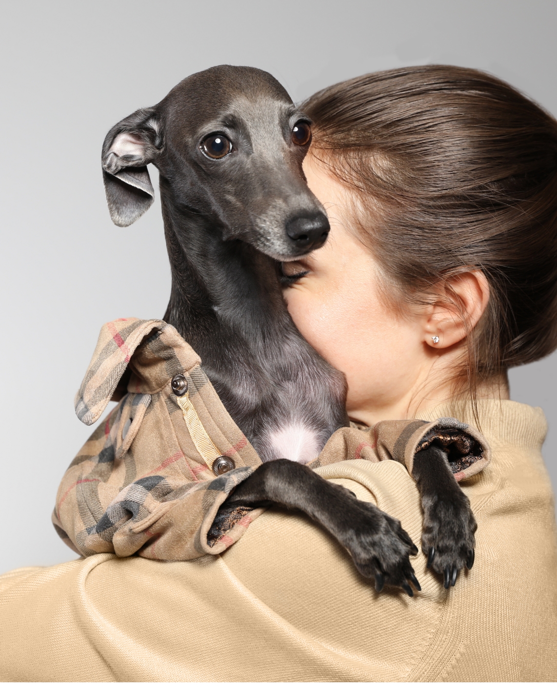 Greyhound dog