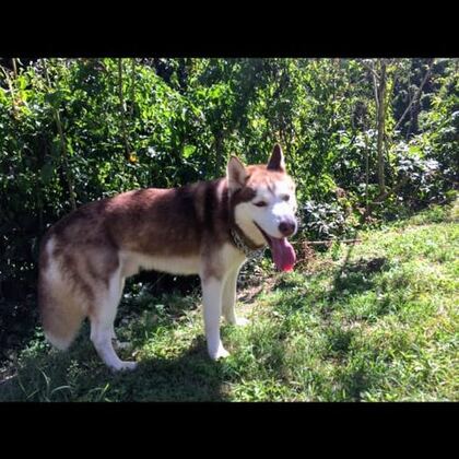 Happy Butti Distribution customer and their dog