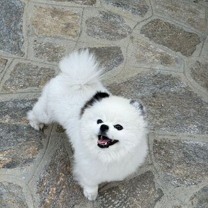 Happy Butti Distribution customer and their dog