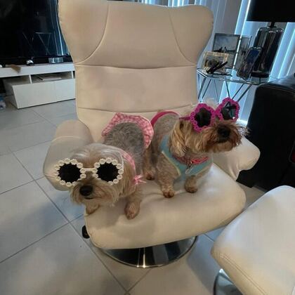 Happy Butti Distribution customer and their dog