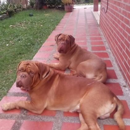 Happy Butti Distribution customer and their dog
