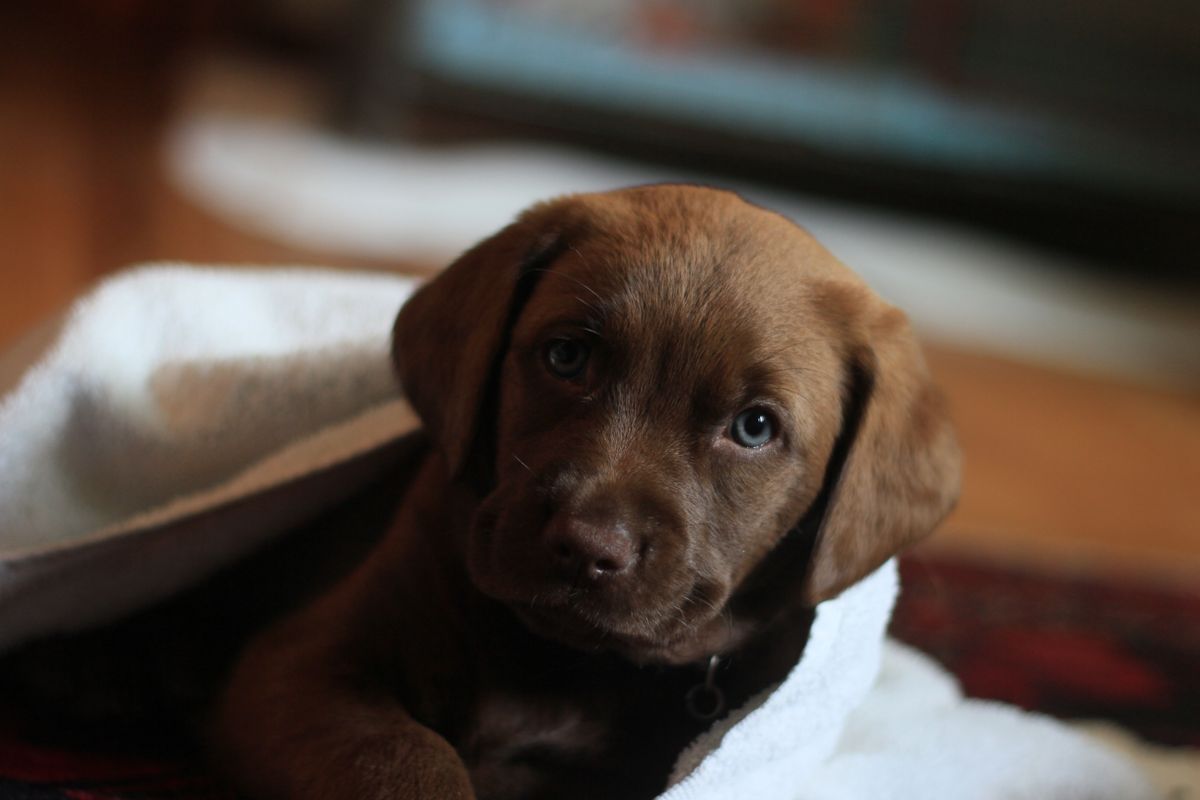 Labrador puppy
