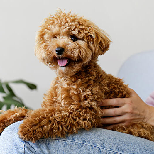 Happy maltipoo