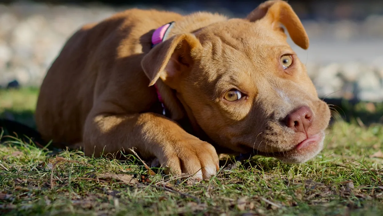 Happy pitbull