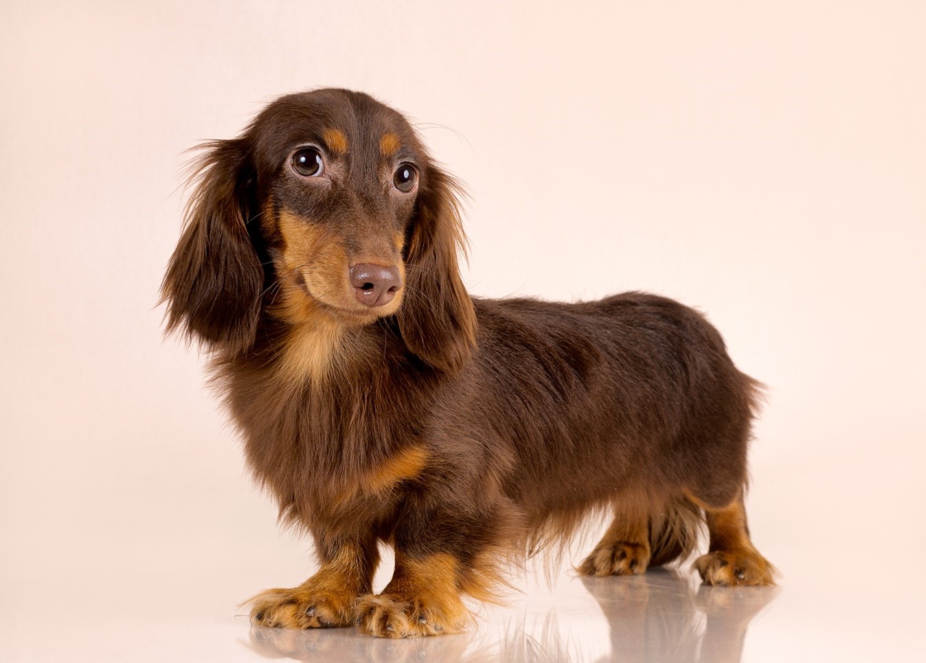 Happy dachshund